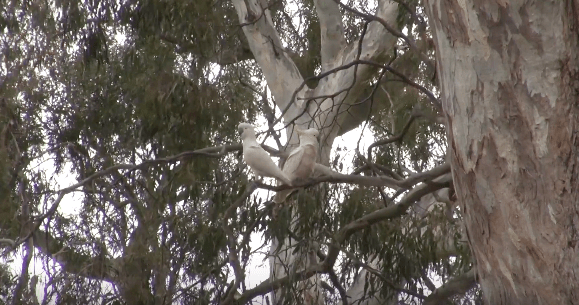 Bird Conservation: What can you do to&nbsp;help?