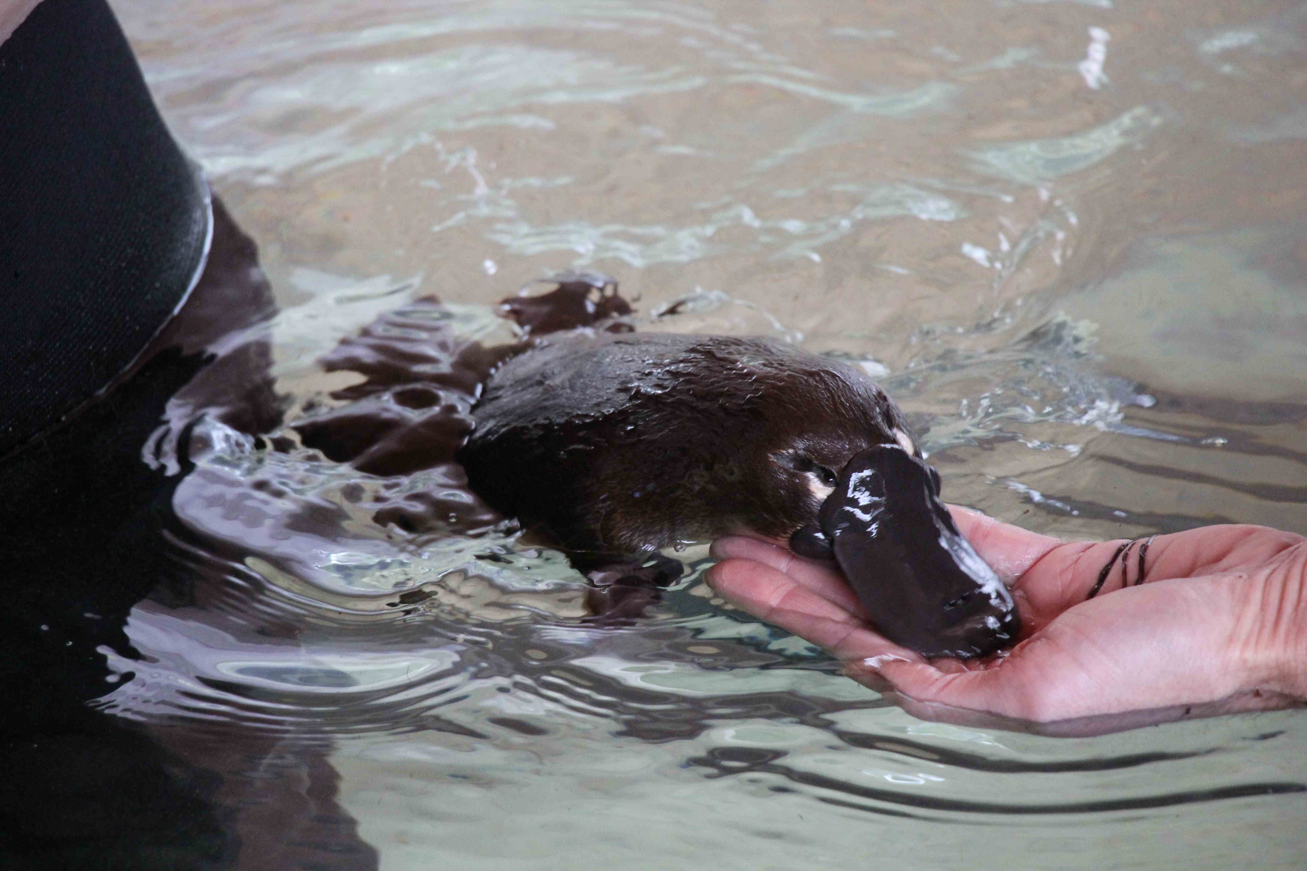 swimming-with-platypus-adventure-holidays