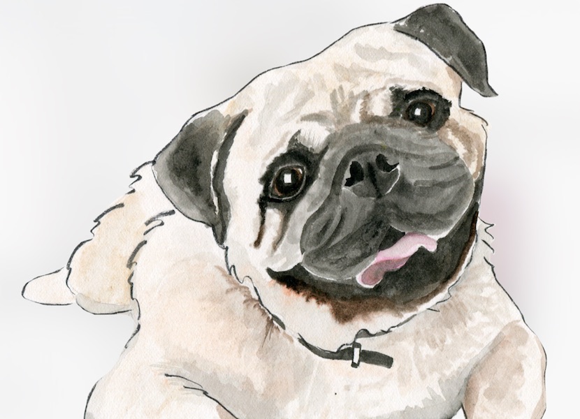 A dog-themed portrait gallery has popped up in&nbsp;Sydney