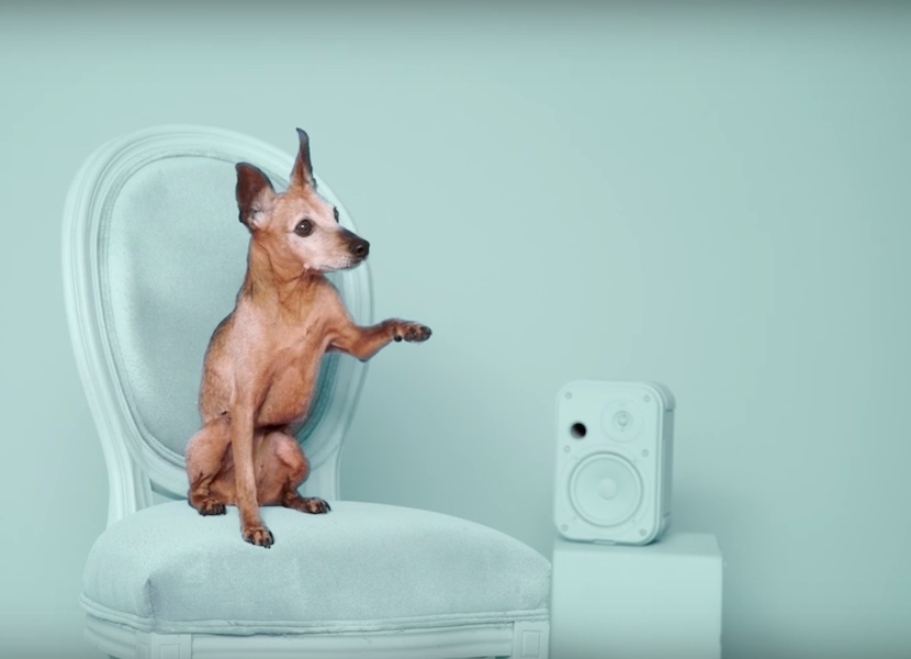 Spotify’s latest campaign pairs you up with a rescue dog based on your music&nbsp;taste