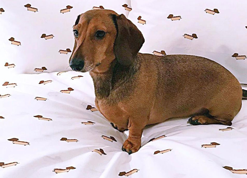 Urban Outfitters has released a sausage dog doona&nbsp;cover